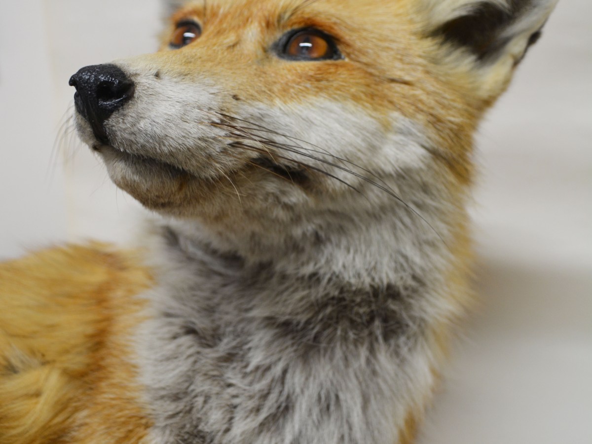 Why natural history?