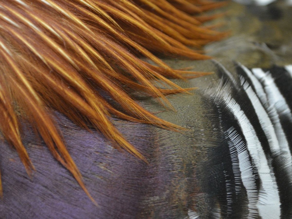 Adaptations: The Mandarin&nbsp;Duck