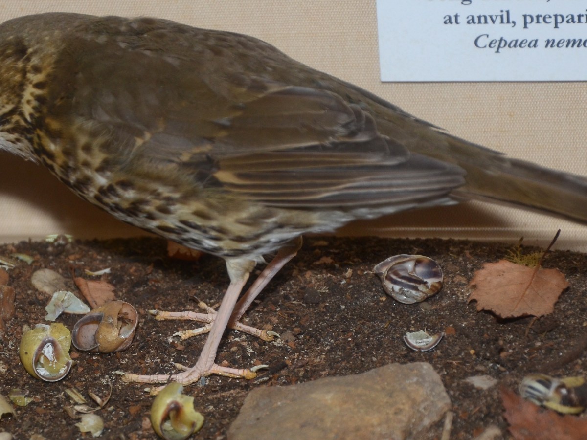 The song thrush, the snail, and&nbsp;polymorphism